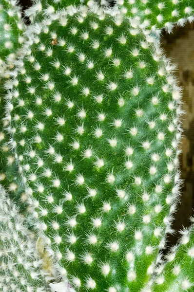 Detalhe de microdasys Opuntia — Fotografia de Stock