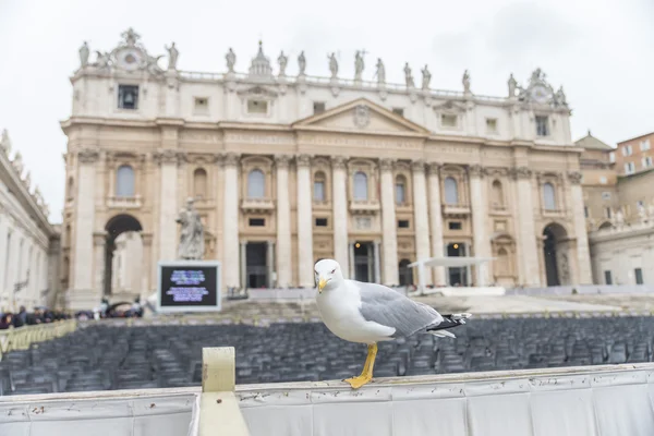 Herring Gull at  St. Peter's Square near with Cathedral.Vatican.Rome. — Stock Photo, Image