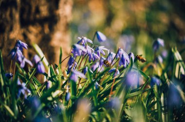 İlk bahar çiçekleri. Kar damlaları.