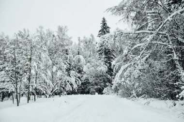 Kış masalı. Karlı orman. Narnia.