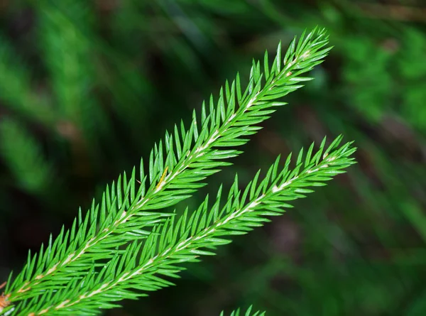 Fir branch in the forest. view from above. — Stock Photo, Image