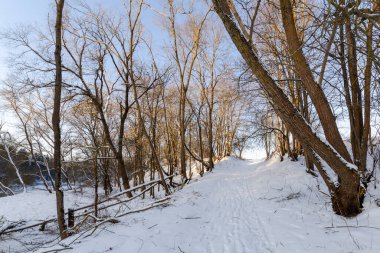 Karlı kış ormanlarında yol. Beyaz Rusya 'nın kış doğası.