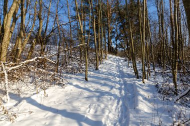 Karlı kış ormanlarında yol. Beyaz Rusya 'nın kış doğası.