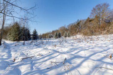 Güneşli bir günde karlı bir orman. Beyaz Rusya 'nın kış doğası