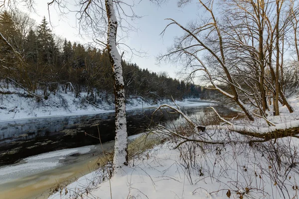 Rivier Winter Besneeuwd Bos Zonnige Dag Prachtige Natuur Van Wit — Stockfoto