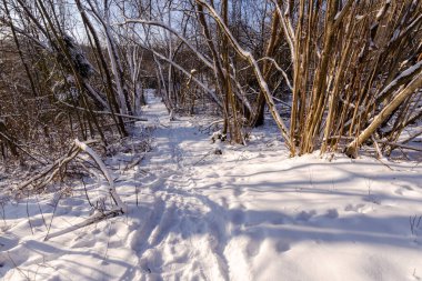 Karlı kış ormanlarında yol. Beyaz Rusya 'nın kış doğası.