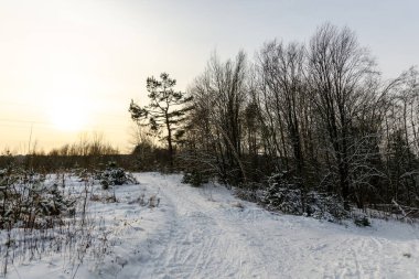 Karlı ormanın yolu. Kışın doğa