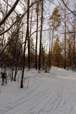 Karlı kış ormanlarında yol. Beyaz Rusya 'nın kış doğası.