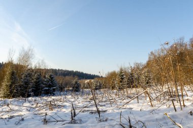 Güneşli bir günde karlı bir orman. Beyaz Rusya 'nın kış doğası