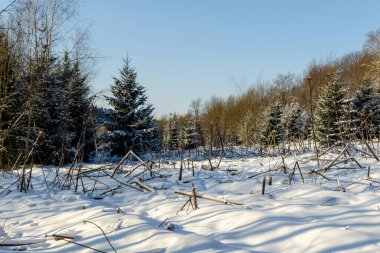 Güneşli bir günde karlı bir orman. Beyaz Rusya 'nın kış doğası