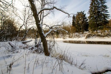 Kış ormanının ortasında donmuş bir nehir. Kış doğası Belarus