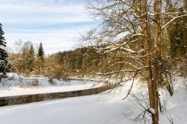 Kış ormanındaki nehir uzaklaşıyor. Beyaz Rusya 'nın kış doğası