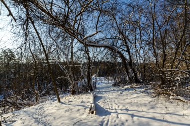 Güneşli bir günde karlı bir orman. Beyaz Rusya 'nın kış doğası