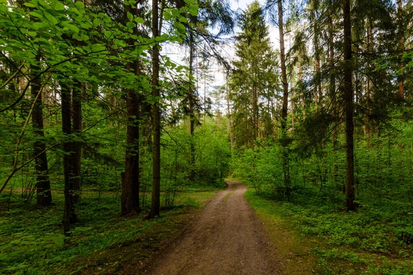 Útvonal Esti Nyári Erdőben Nyári Természet — Stock Fotó