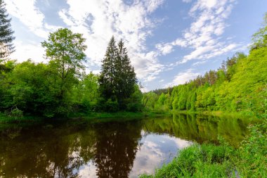 Yaz ormanının ortasında bir nehir. Akşamları çok güzel doğa.