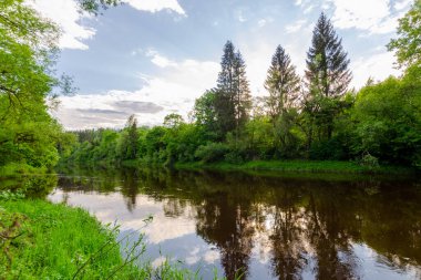 Yaz ormanının ortasında bir nehir. Akşamları çok güzel doğa.
