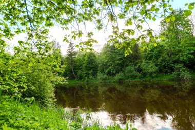Yaz ormanının ortasında bir nehir. Akşamları çok güzel doğa.