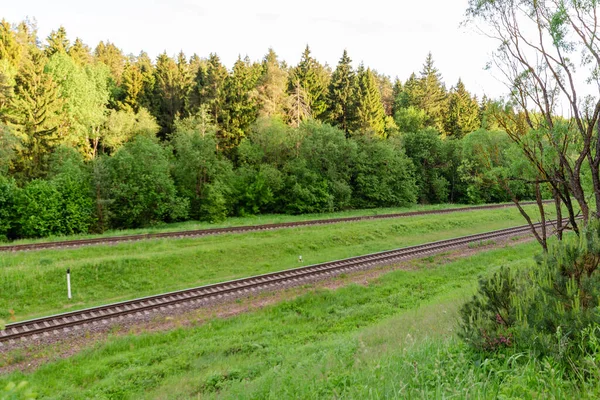 Ferrovia Nella Foresta Serale Estiva Serata Estiva — Foto Stock