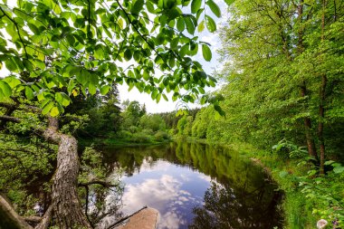 Yaz ormanının ortasında bir nehir. Akşamları çok güzel doğa.