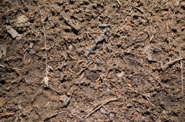 ormanda bir zemin olarak gevşek toprak