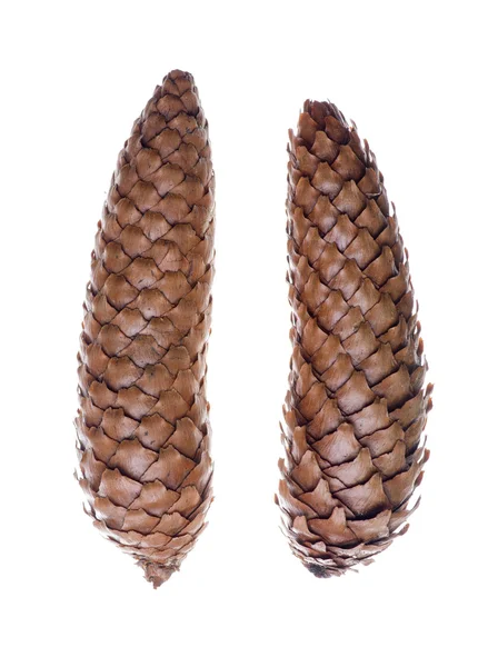 Dos cono de pino aislado sobre un fondo blanco —  Fotos de Stock