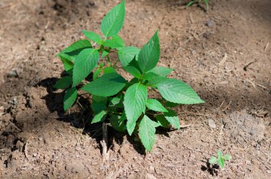 toprak bitki ile arka plan