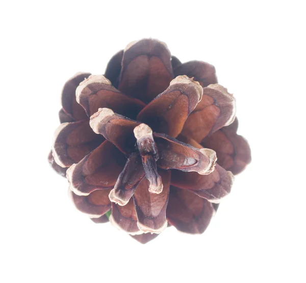 Pine cone isolated on a white background. — Stock Photo, Image