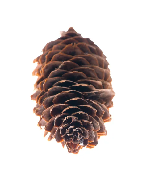 Pine cone isolated on a white background. — Stock Photo, Image