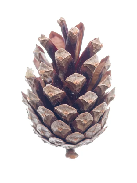 Pine cone isolated on a white background. — Stock Photo, Image