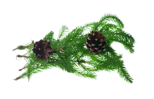 Spruce isolated on white background. — Stock Photo, Image