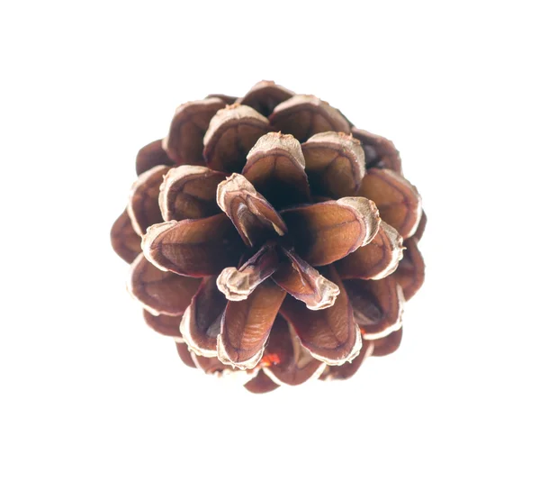 Cedar pine cone isolated on white background — Stock Photo, Image