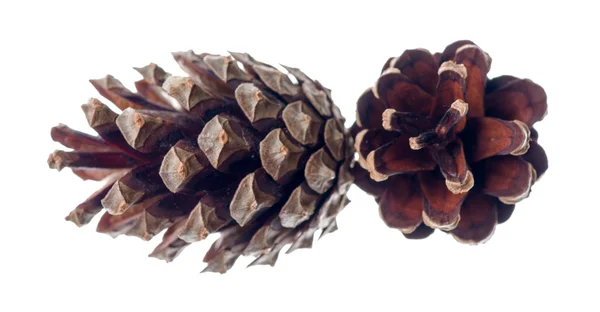 Dos cono de pino aislado en blanco —  Fotos de Stock