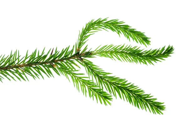 Spruce isolated on white background — Stock Photo, Image