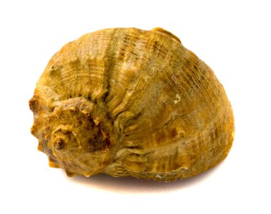 Deniz kabuğu isolsted beyaz arka plan üzerinde