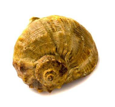 Deniz kabuğu isolsted beyaz arka plan üzerinde 