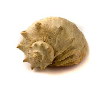 Deniz kabuğu isolsted beyaz arka plan üzerinde