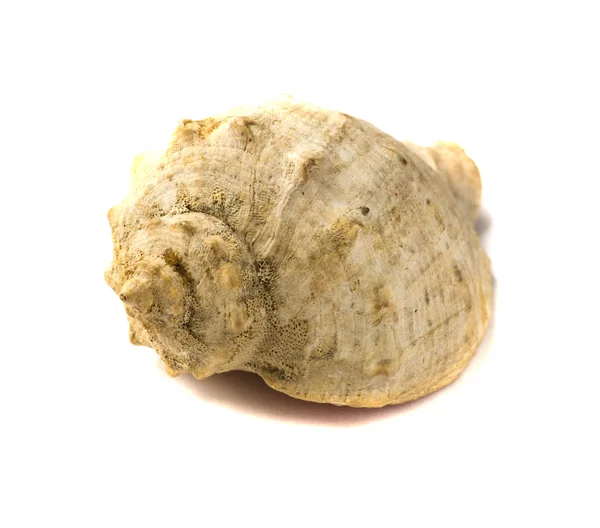 Sea shell isolsted på vit bakgrund — Stockfoto