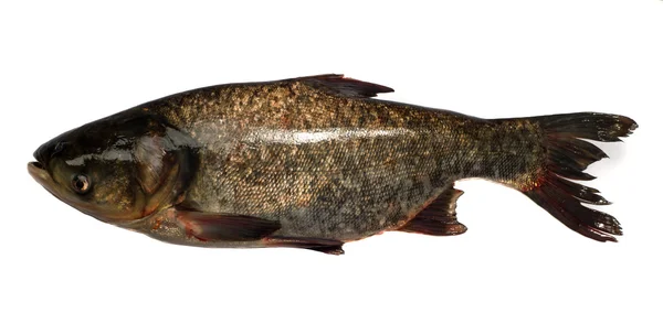 Carpa de pescado crudo aislada sobre fondo blanco  . — Foto de Stock