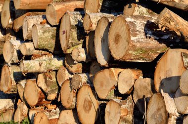 Ormandaki ağaç gövdesi. 