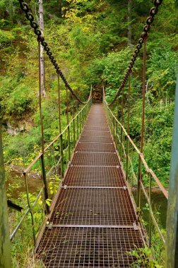 Ormandaki ağaçlar arasında köprü asılı. 