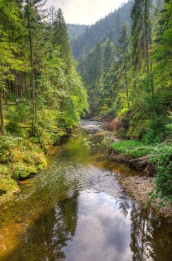 Ağaçların arasında güzel nehir. 