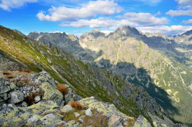Yaz dağı manzarası. 