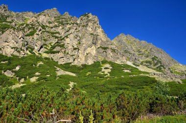 Yaz dağı manzarası. 