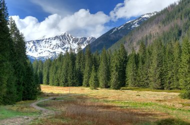 bahar dağ manzarası. 