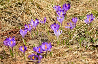 Güzel Mor Çiçekler. 