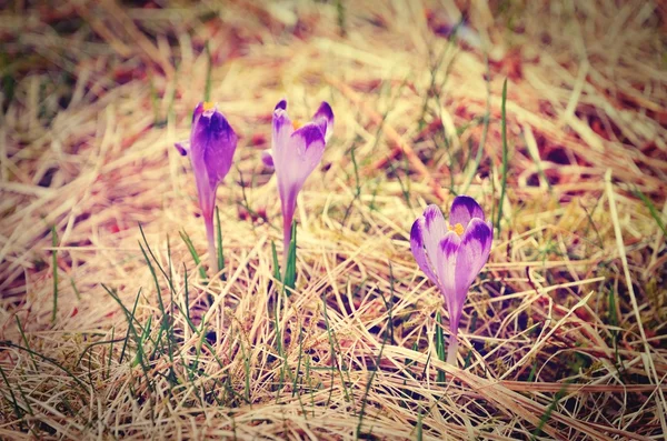 Nádherné purpurové květiny ve stylu ročníku. — Stock fotografie