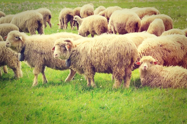 Sheep grazing in the mountains. — Stock Photo, Image
