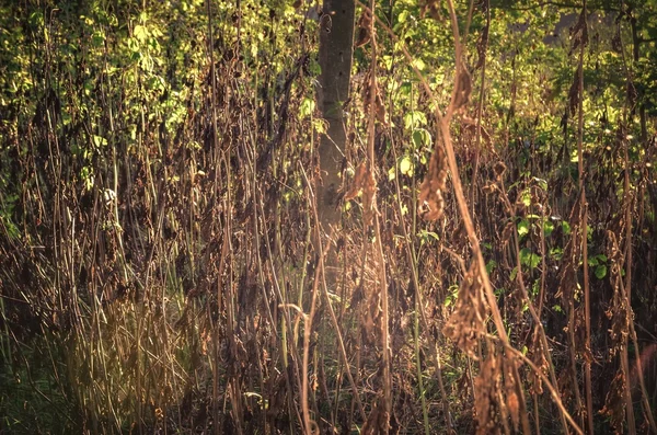 Dried bushes in the forest at sunlight.