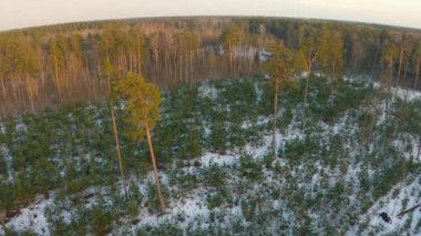 Soğuk kış güneşli bir günde, güzel bir park ve orman yolunda uçan hava görüntüleri, insansız hava aracı görüntüleri..