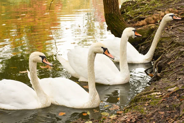 Labutě Plavající Parku Ataturk Arboretumu Istanbulu Turecku Podzimní Sezóna Jezero — Stock fotografie